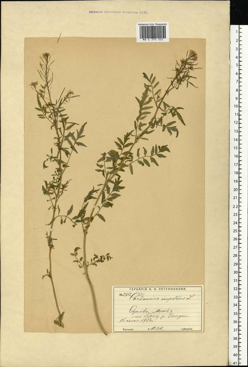 Cardamine impatiens L., Eastern Europe, Moscow region (E4a) (Russia)