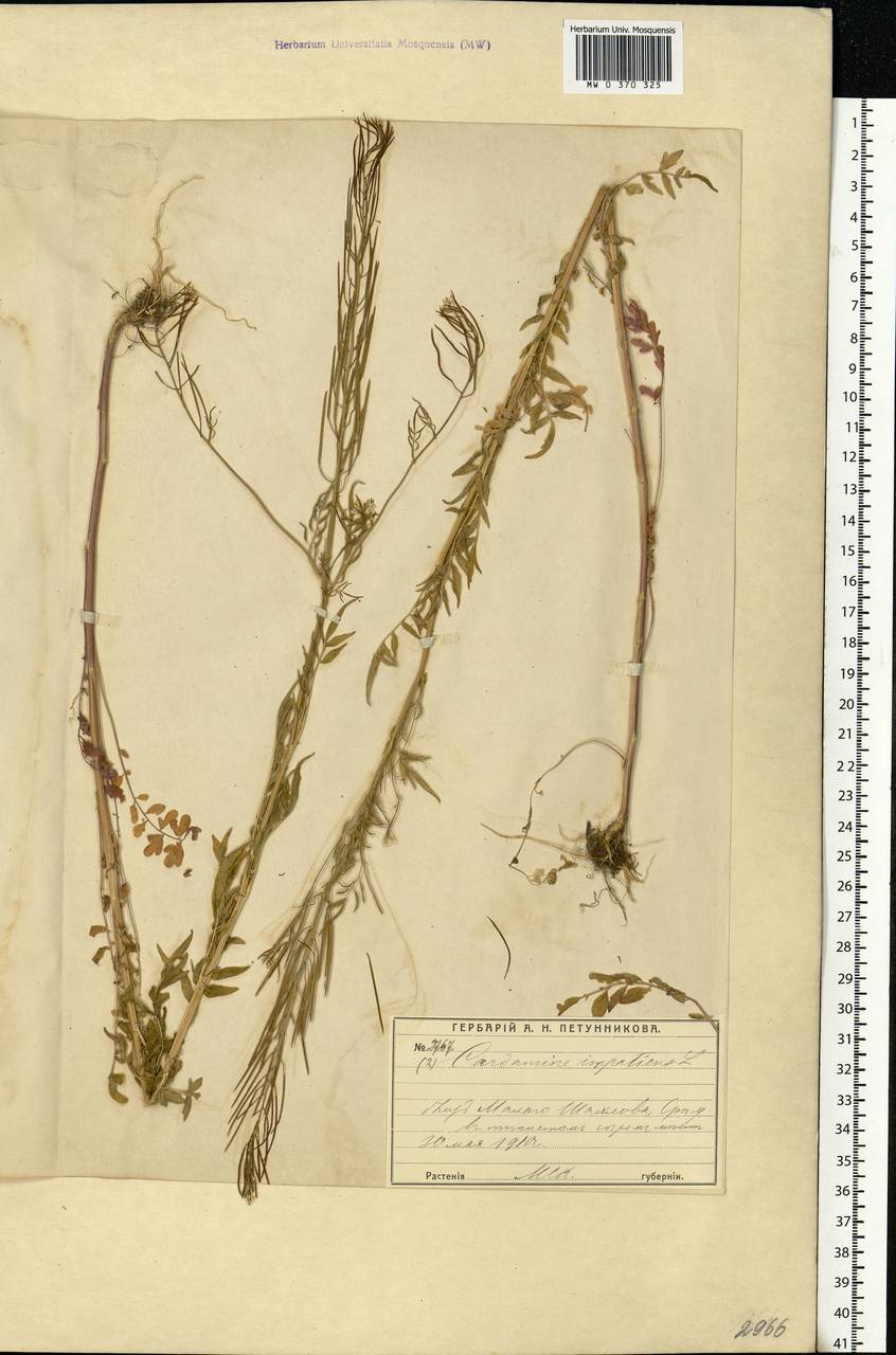 Cardamine impatiens L., Eastern Europe, Moscow region (E4a) (Russia)