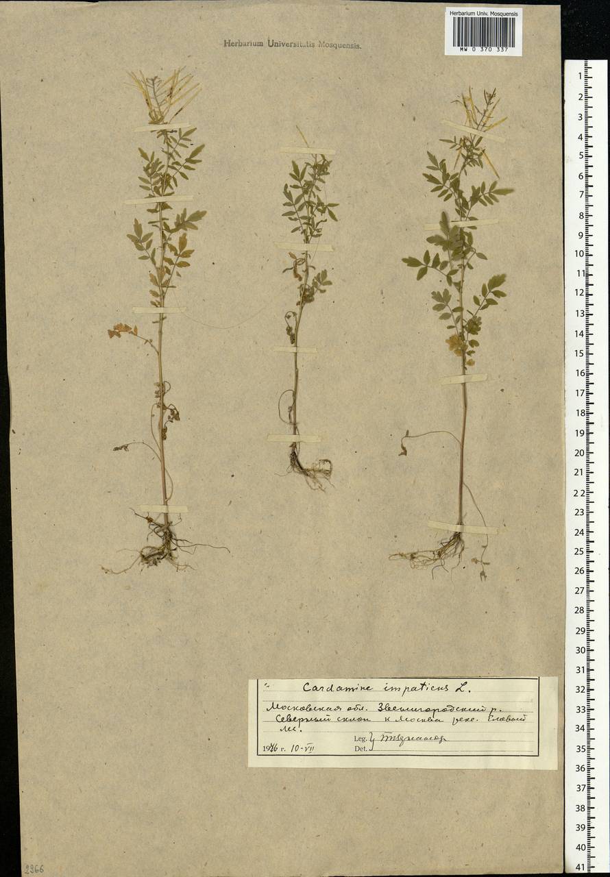 Cardamine impatiens L., Eastern Europe, Moscow region (E4a) (Russia)