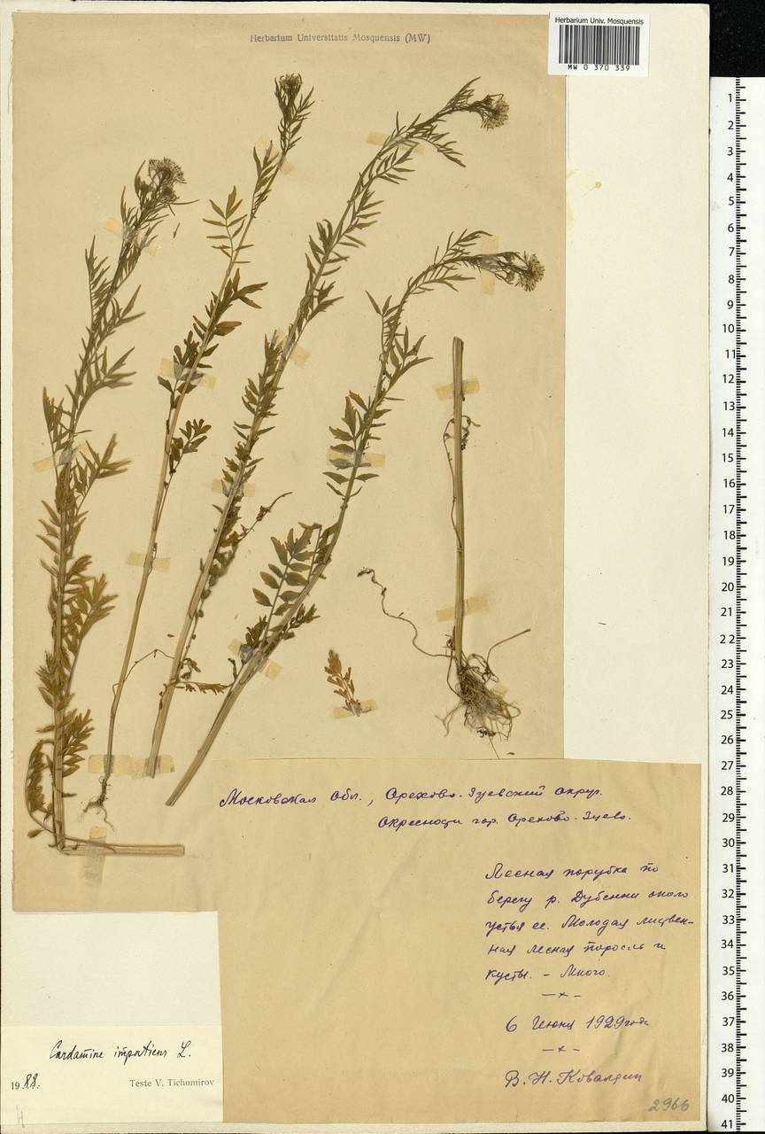 Cardamine impatiens L., Eastern Europe, Moscow region (E4a) (Russia)
