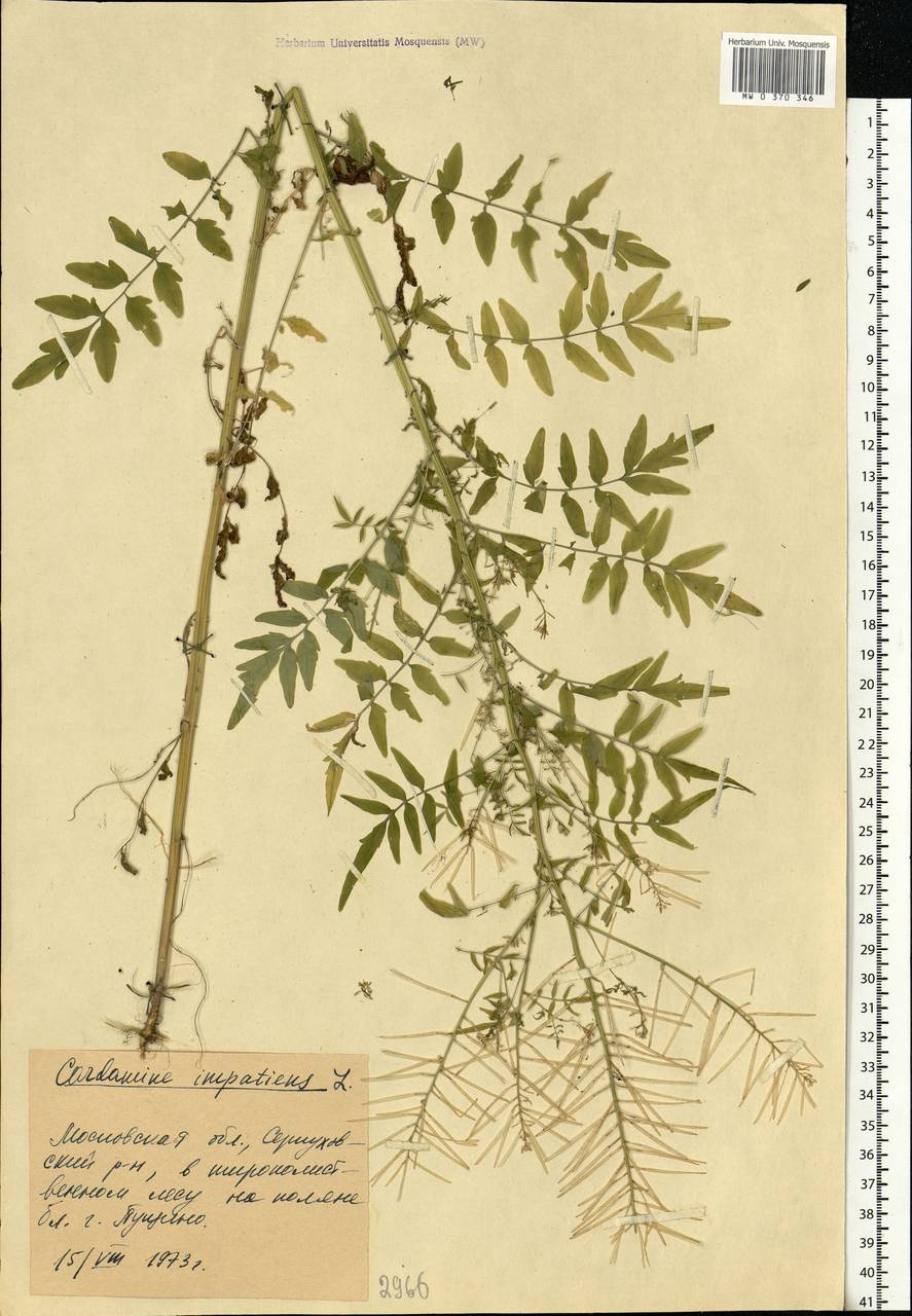 Cardamine impatiens L., Eastern Europe, Moscow region (E4a) (Russia)