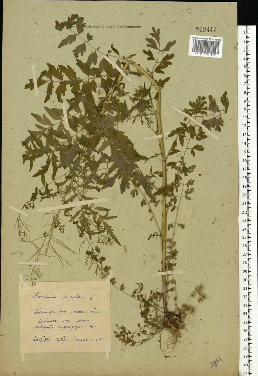 Cardamine impatiens L., Eastern Europe, Moscow region (E4a) (Russia)