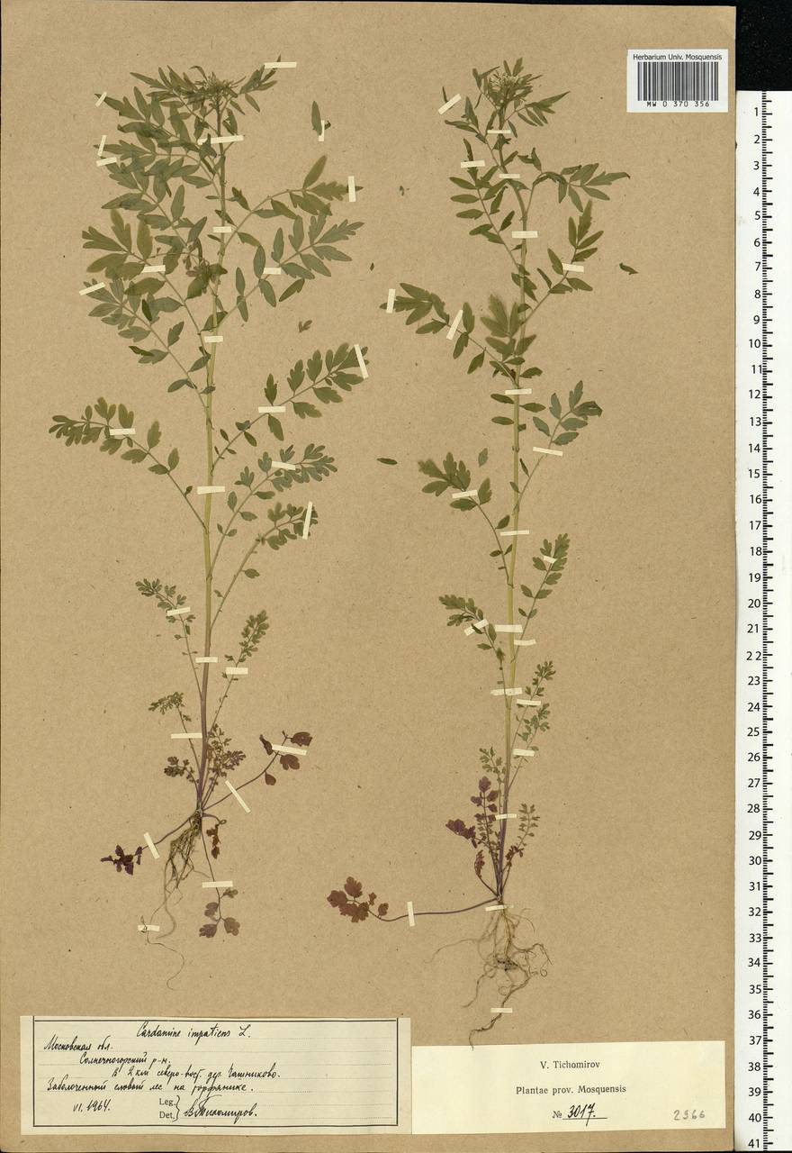 Cardamine impatiens L., Eastern Europe, Moscow region (E4a) (Russia)