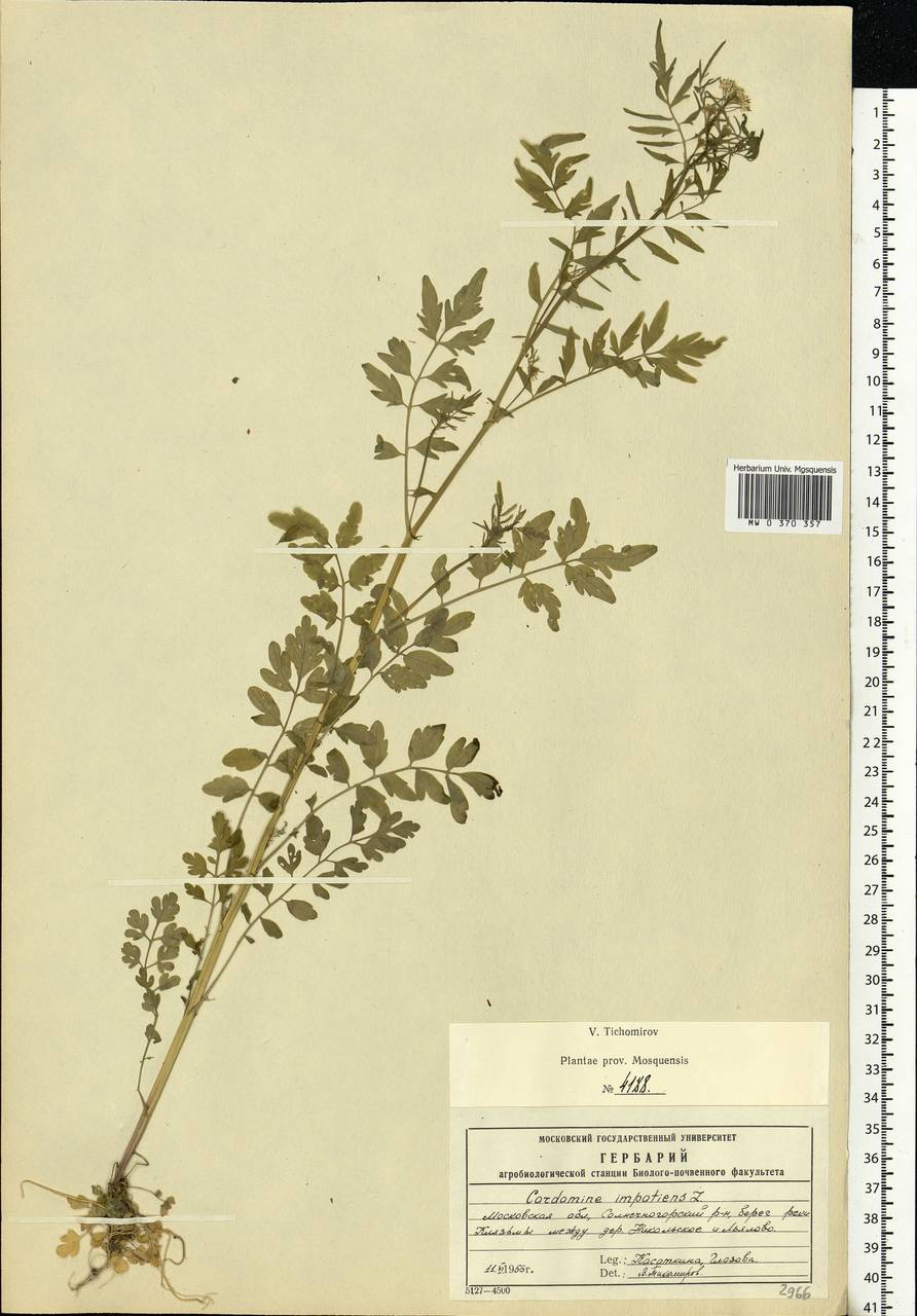 Cardamine impatiens L., Eastern Europe, Moscow region (E4a) (Russia)