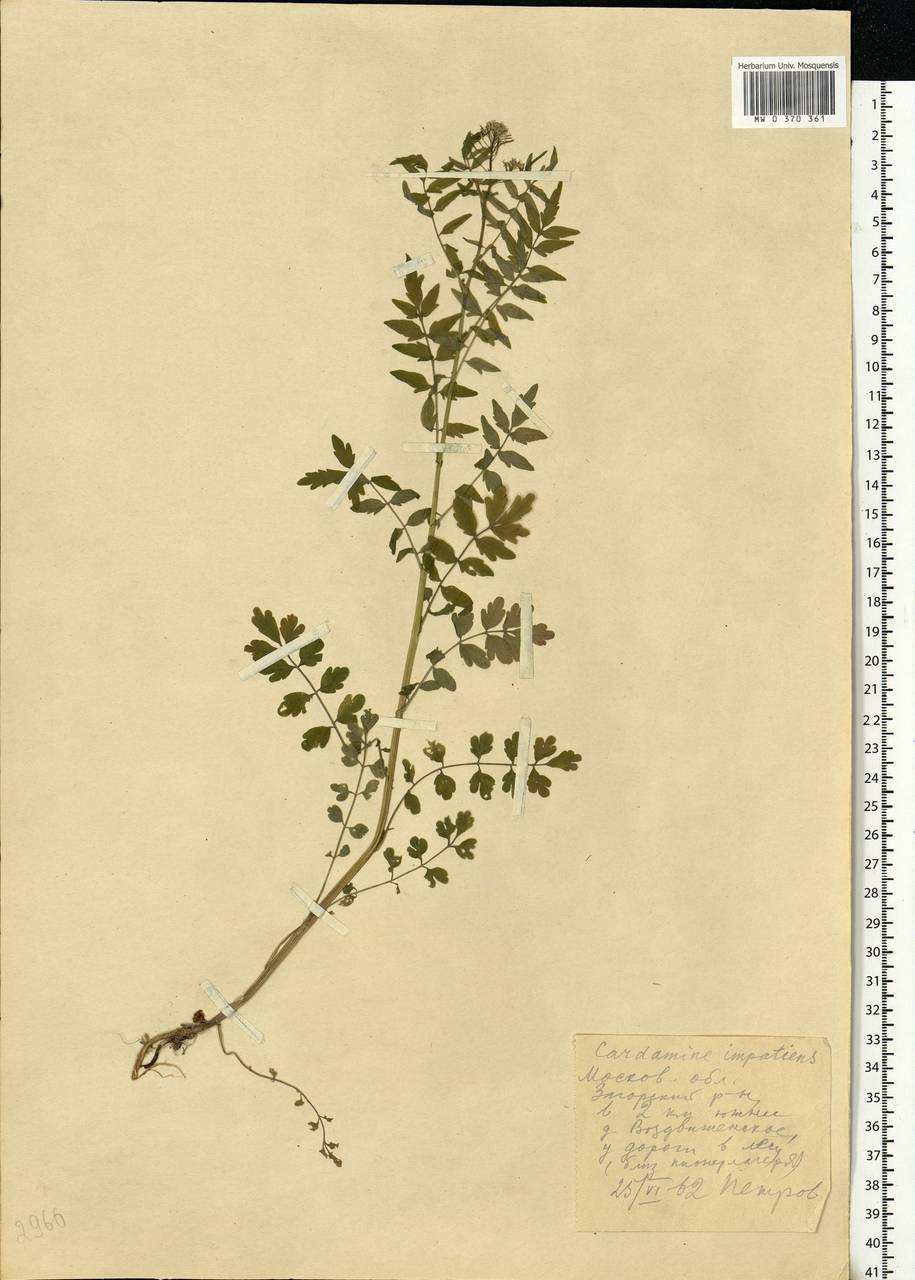 Cardamine impatiens L., Eastern Europe, Moscow region (E4a) (Russia)