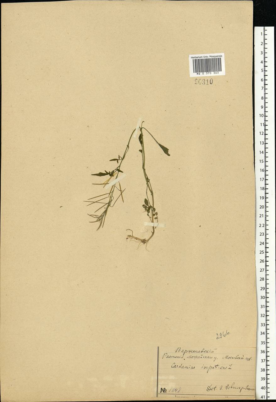 Cardamine impatiens L., Eastern Europe, Moscow region (E4a) (Russia)