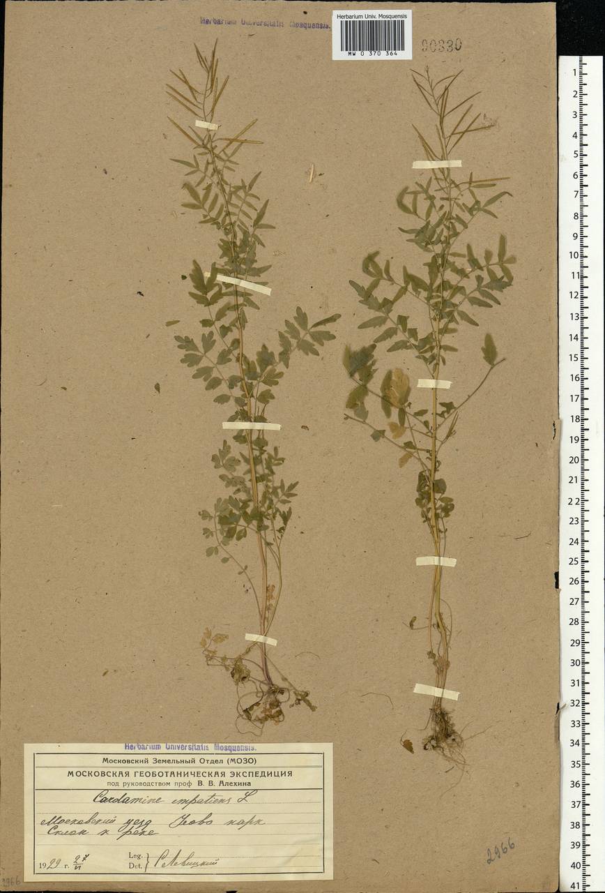 Cardamine impatiens L., Eastern Europe, Moscow region (E4a) (Russia)