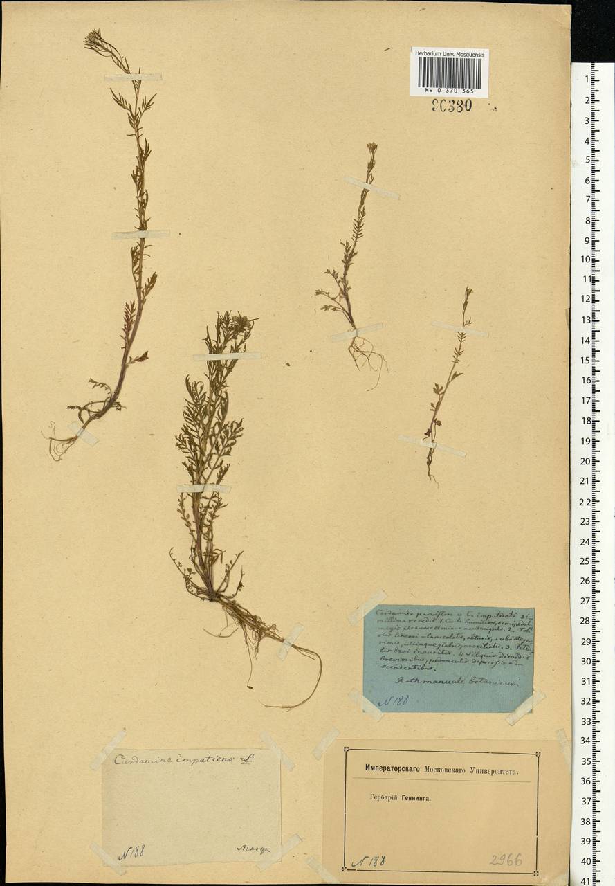 Cardamine impatiens L., Eastern Europe, Moscow region (E4a) (Russia)