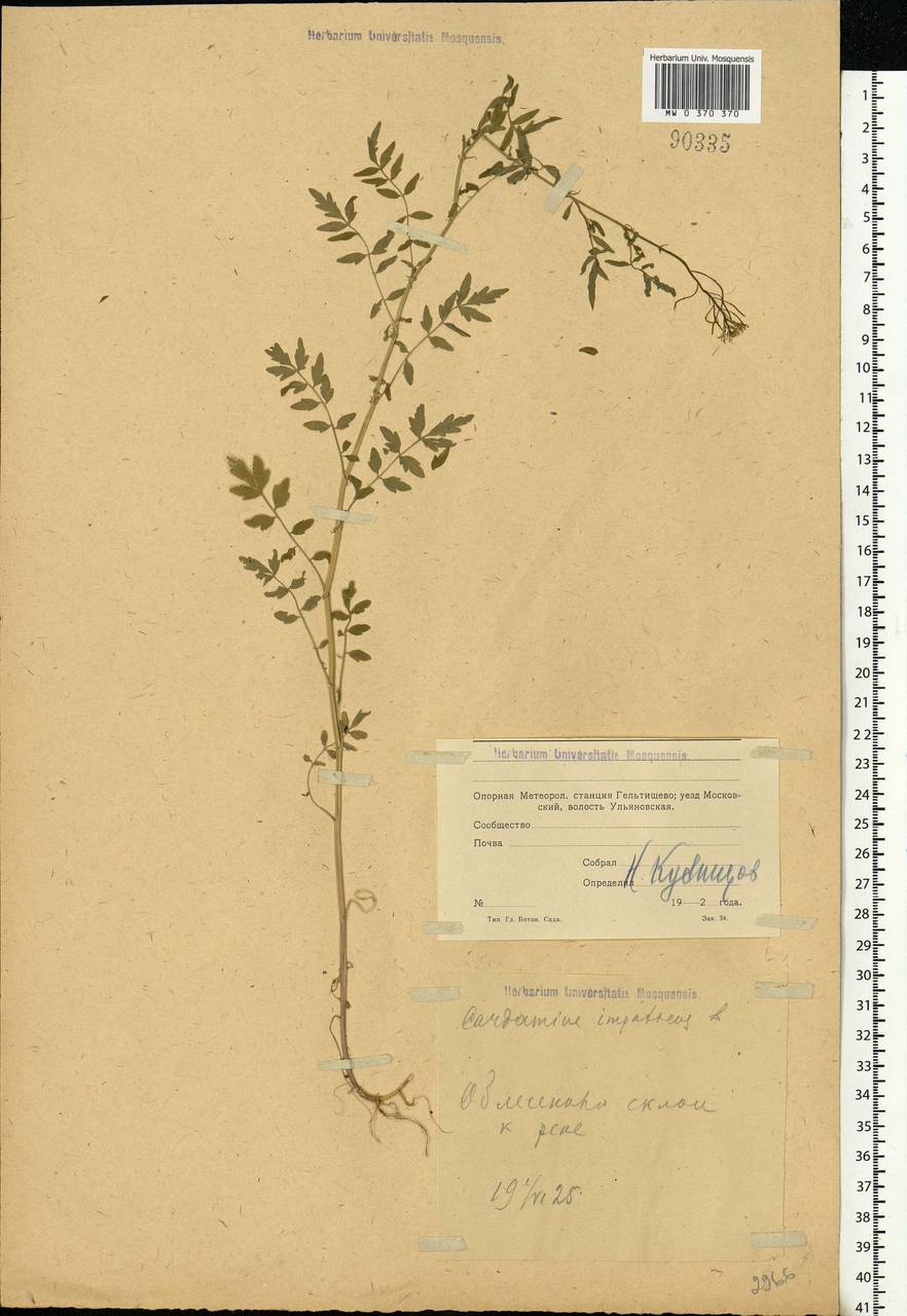Cardamine impatiens L., Eastern Europe, Moscow region (E4a) (Russia)