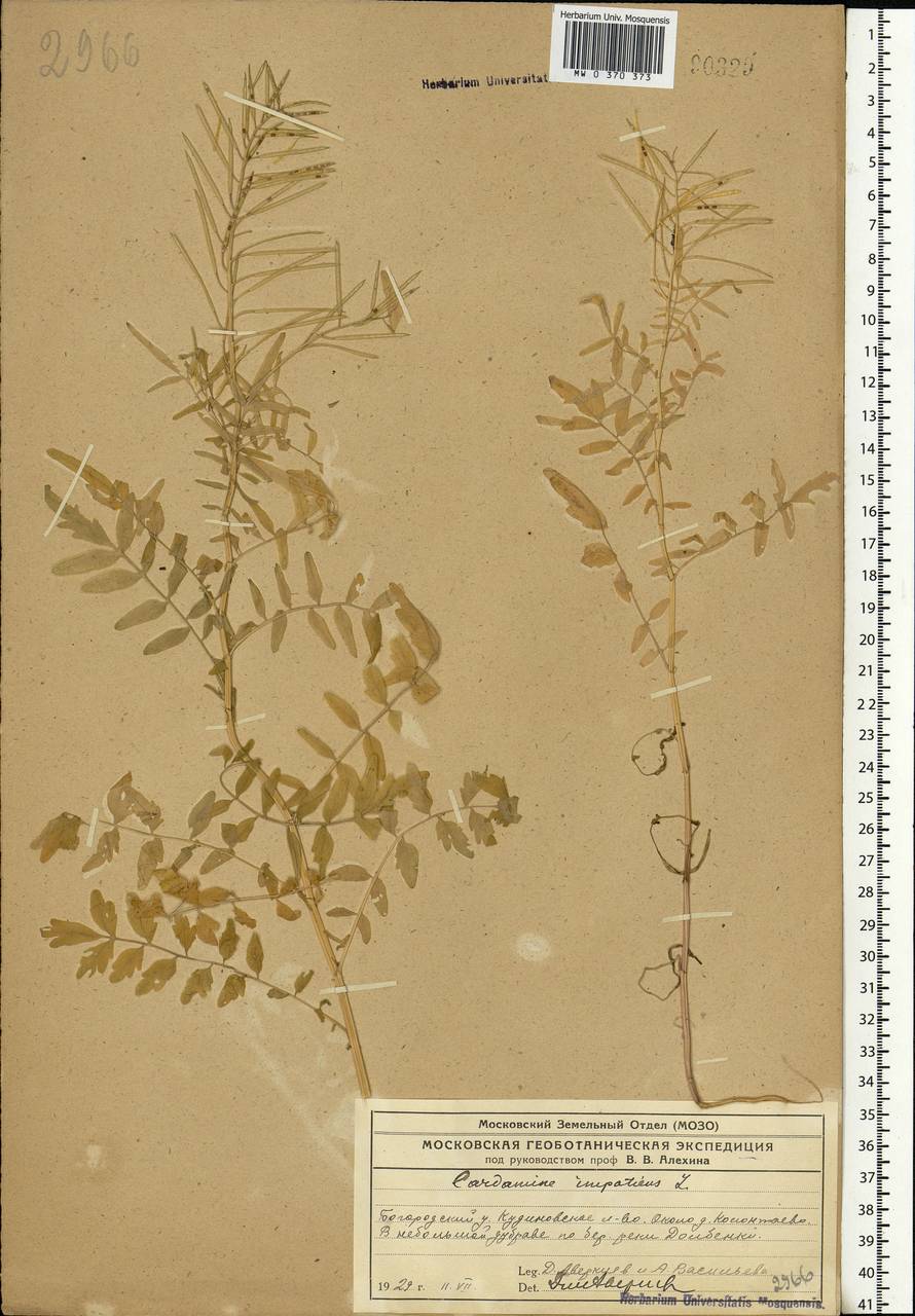 Cardamine impatiens L., Eastern Europe, Moscow region (E4a) (Russia)