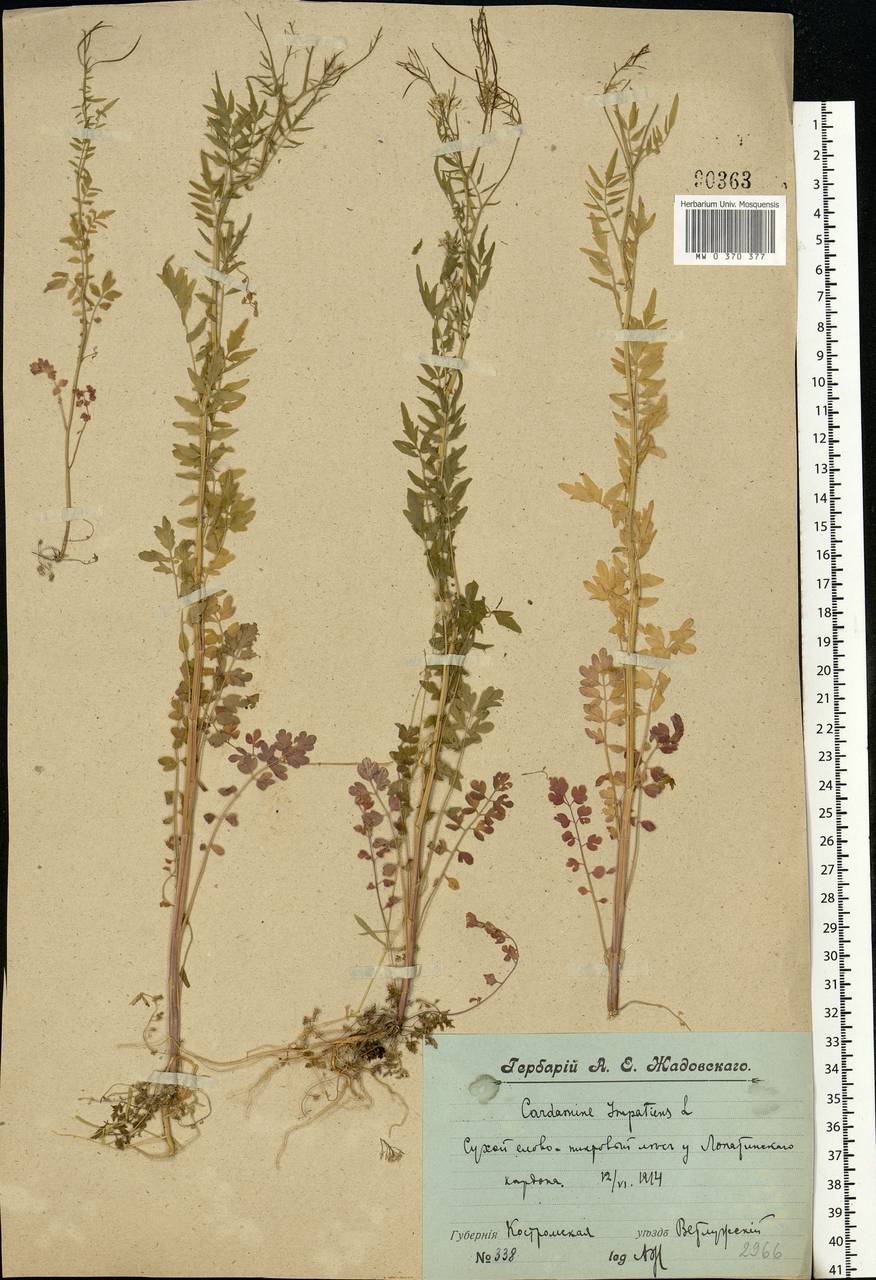 Cardamine impatiens L., Eastern Europe, Central forest region (E5) (Russia)
