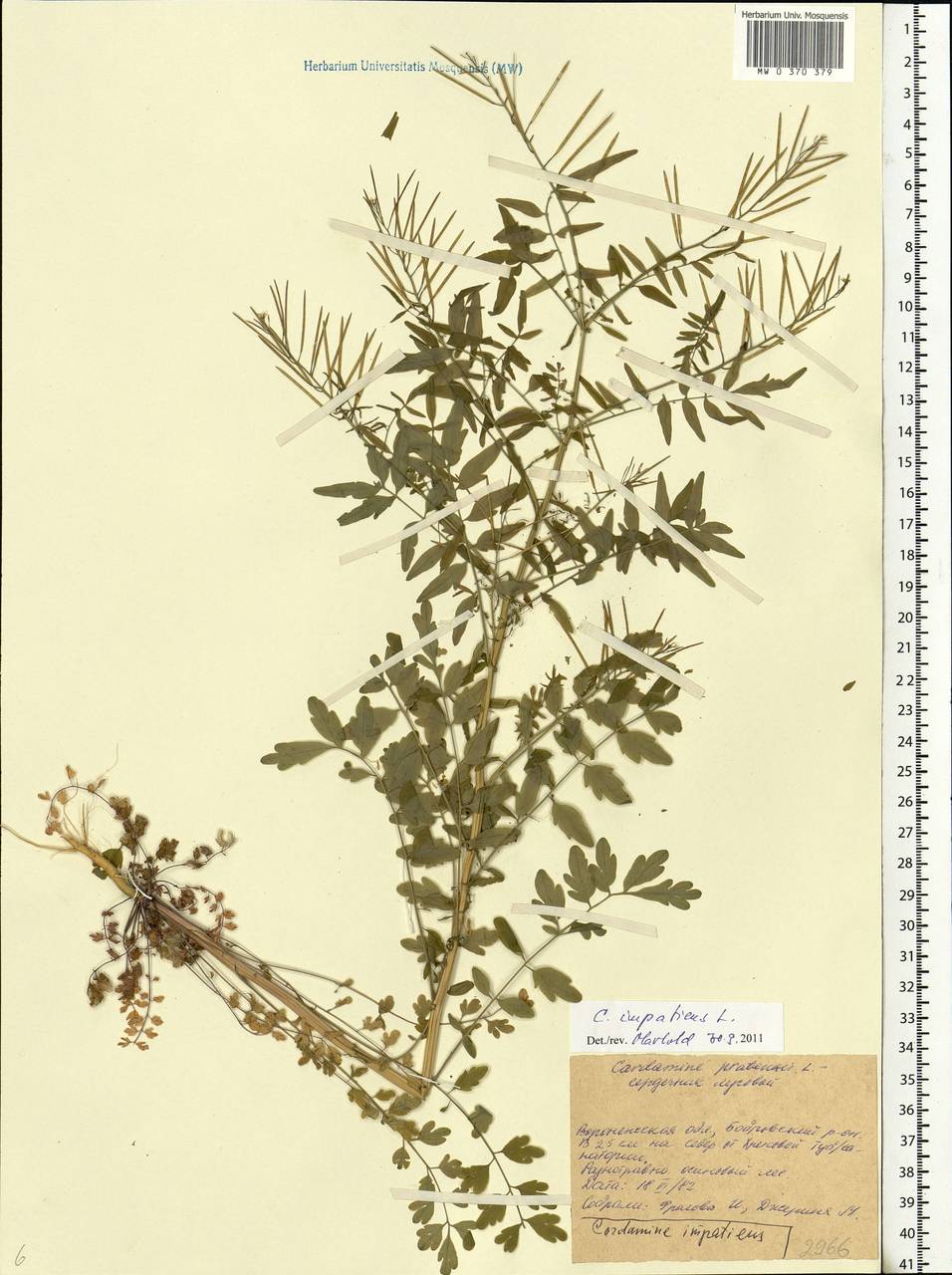 Cardamine impatiens L., Eastern Europe, Central forest-and-steppe region (E6) (Russia)