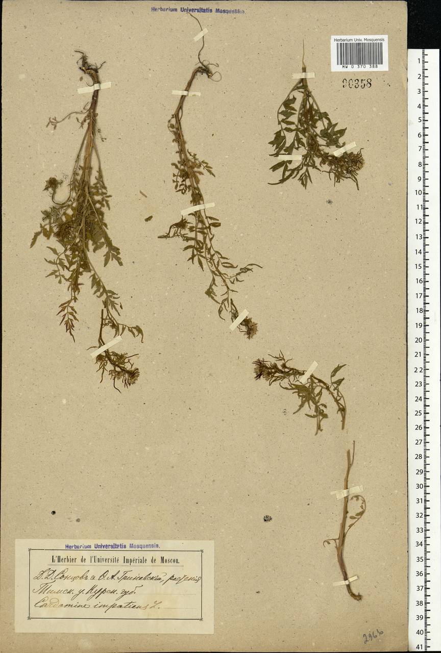 Cardamine impatiens L., Eastern Europe, Central forest-and-steppe region (E6) (Russia)