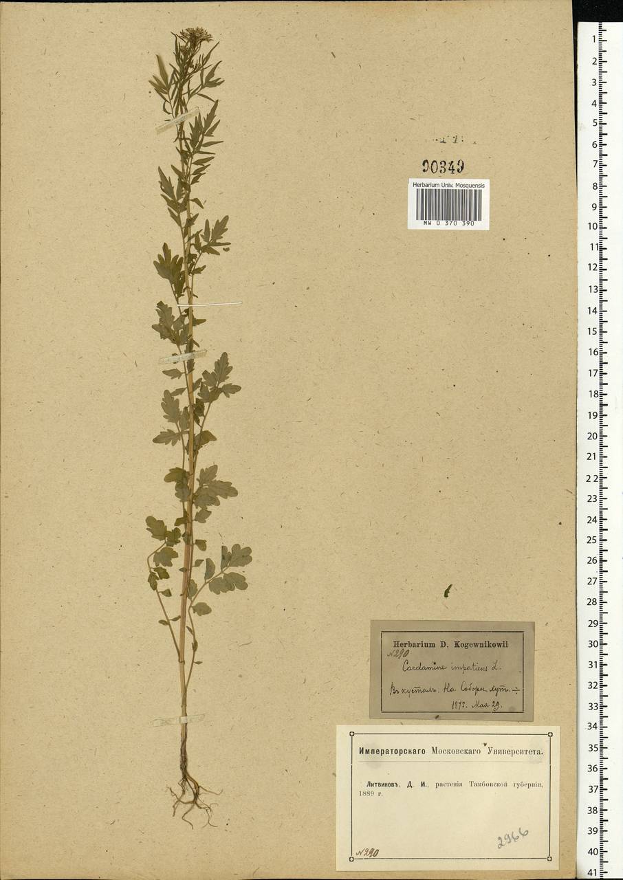 Cardamine impatiens L., Eastern Europe, Central forest-and-steppe region (E6) (Russia)