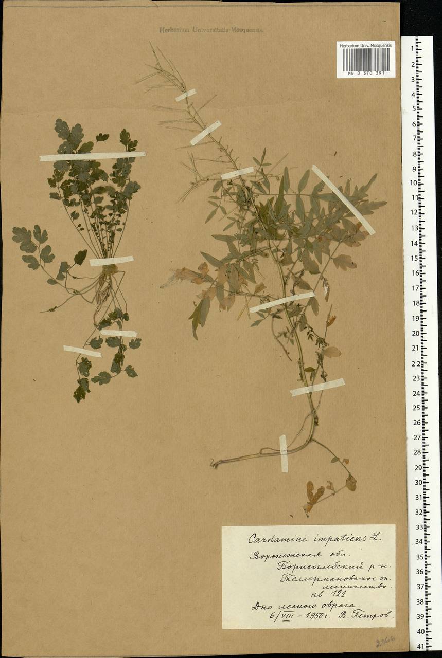 Cardamine impatiens L., Eastern Europe, Central forest-and-steppe region (E6) (Russia)