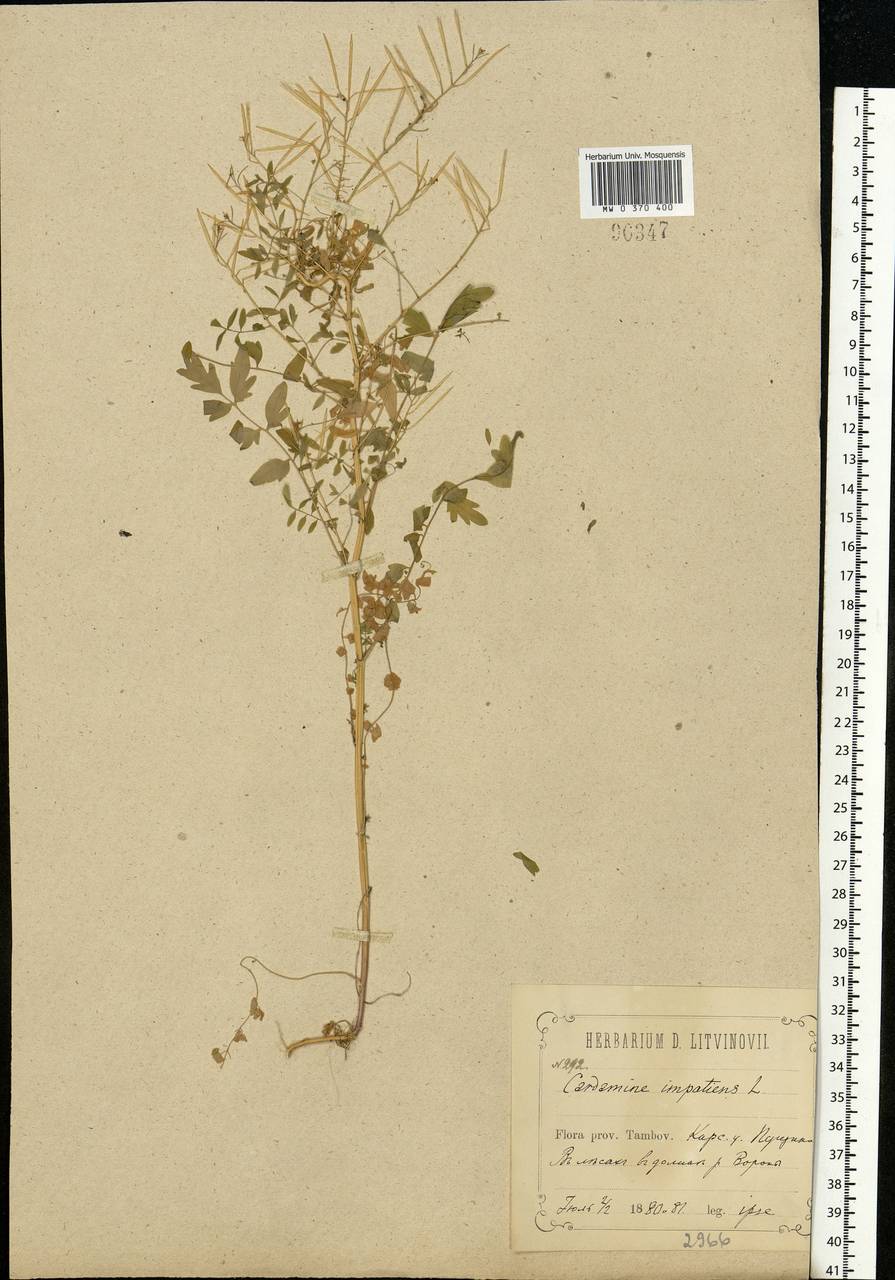 Cardamine impatiens L., Eastern Europe, Central forest-and-steppe region (E6) (Russia)