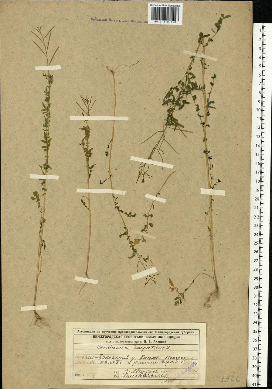 Cardamine impatiens L., Eastern Europe, Volga-Kama region (E7) (Russia)