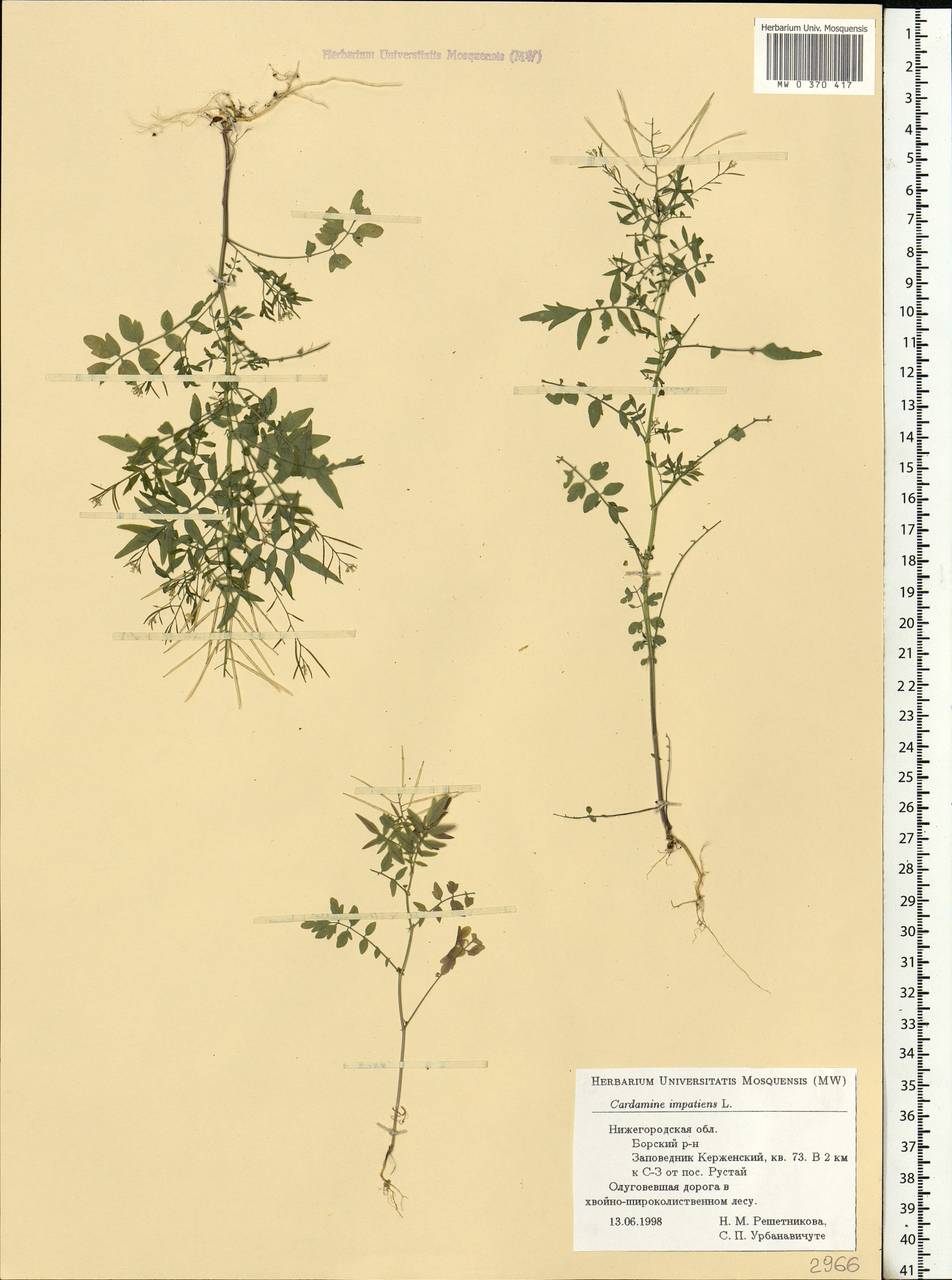 Cardamine impatiens L., Eastern Europe, Volga-Kama region (E7) (Russia)