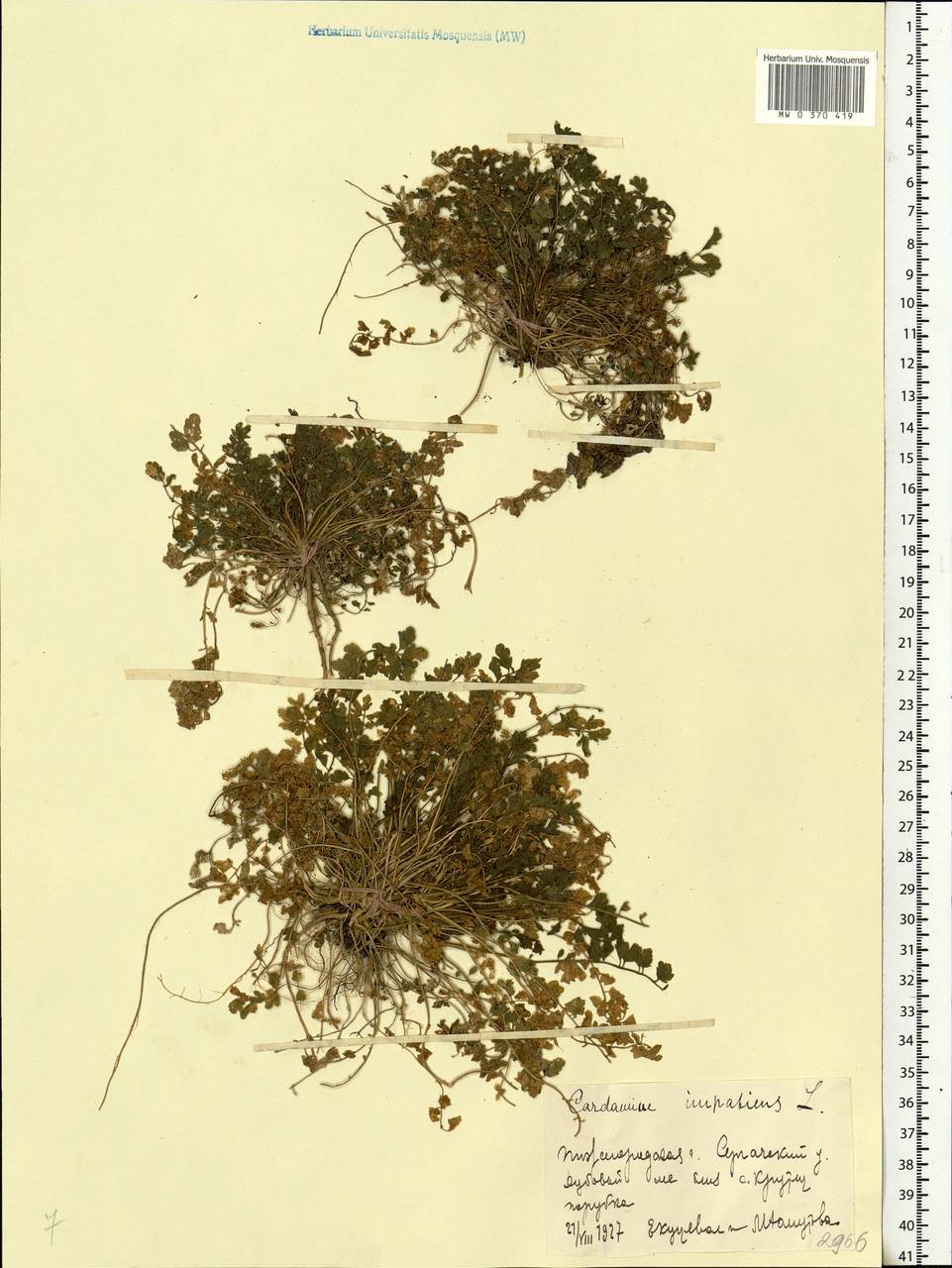 Cardamine impatiens L., Eastern Europe, Volga-Kama region (E7) (Russia)