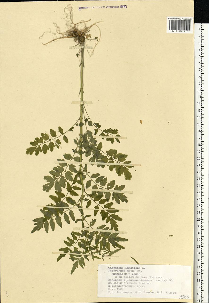 Cardamine impatiens L., Eastern Europe, Middle Volga region (E8) (Russia)