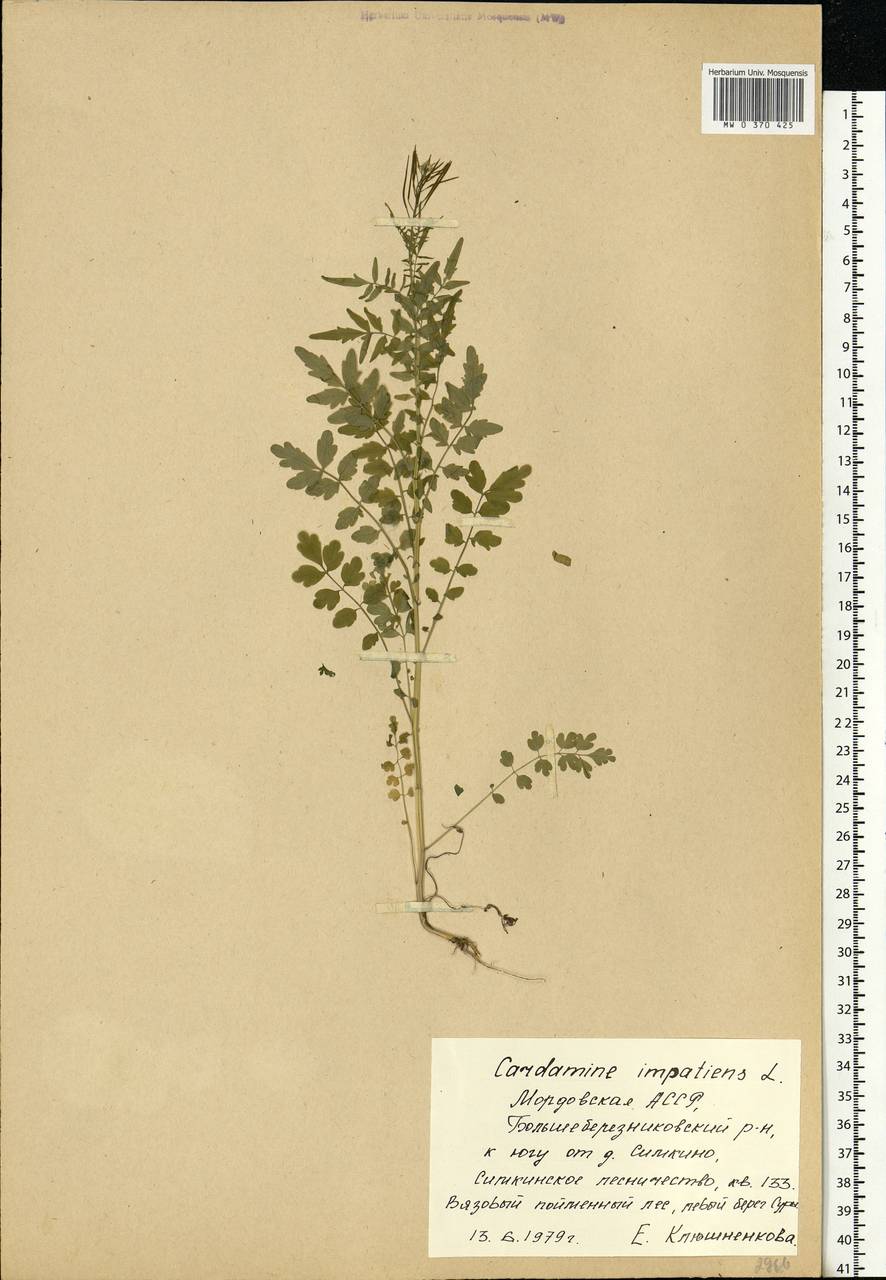Cardamine impatiens L., Eastern Europe, Middle Volga region (E8) (Russia)