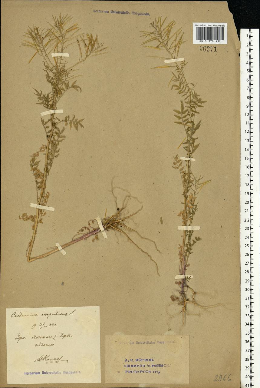 Cardamine impatiens L., Eastern Europe, Eastern region (E10) (Russia)