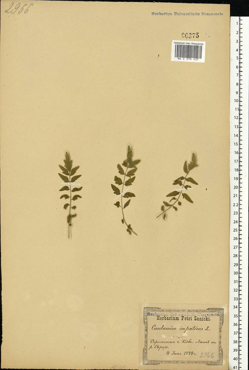 Cardamine impatiens L., Eastern Europe, North Ukrainian region (E11) (Ukraine)