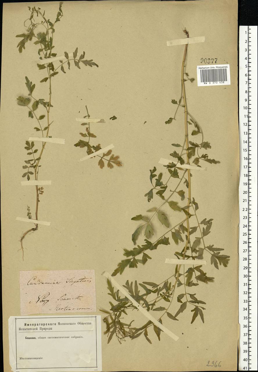 Cardamine impatiens L., Eastern Europe, North Ukrainian region (E11) (Ukraine)
