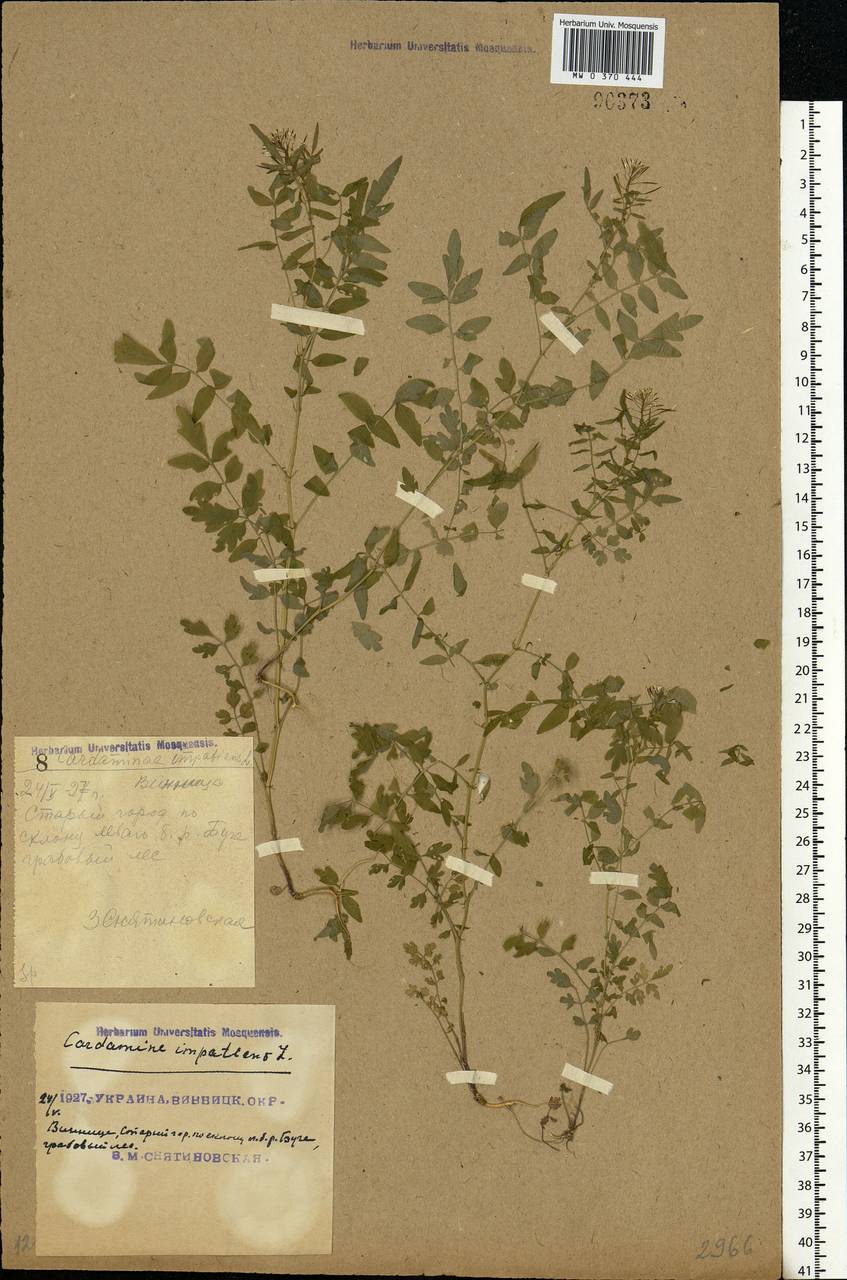 Cardamine impatiens L., Eastern Europe, South Ukrainian region (E12) (Ukraine)