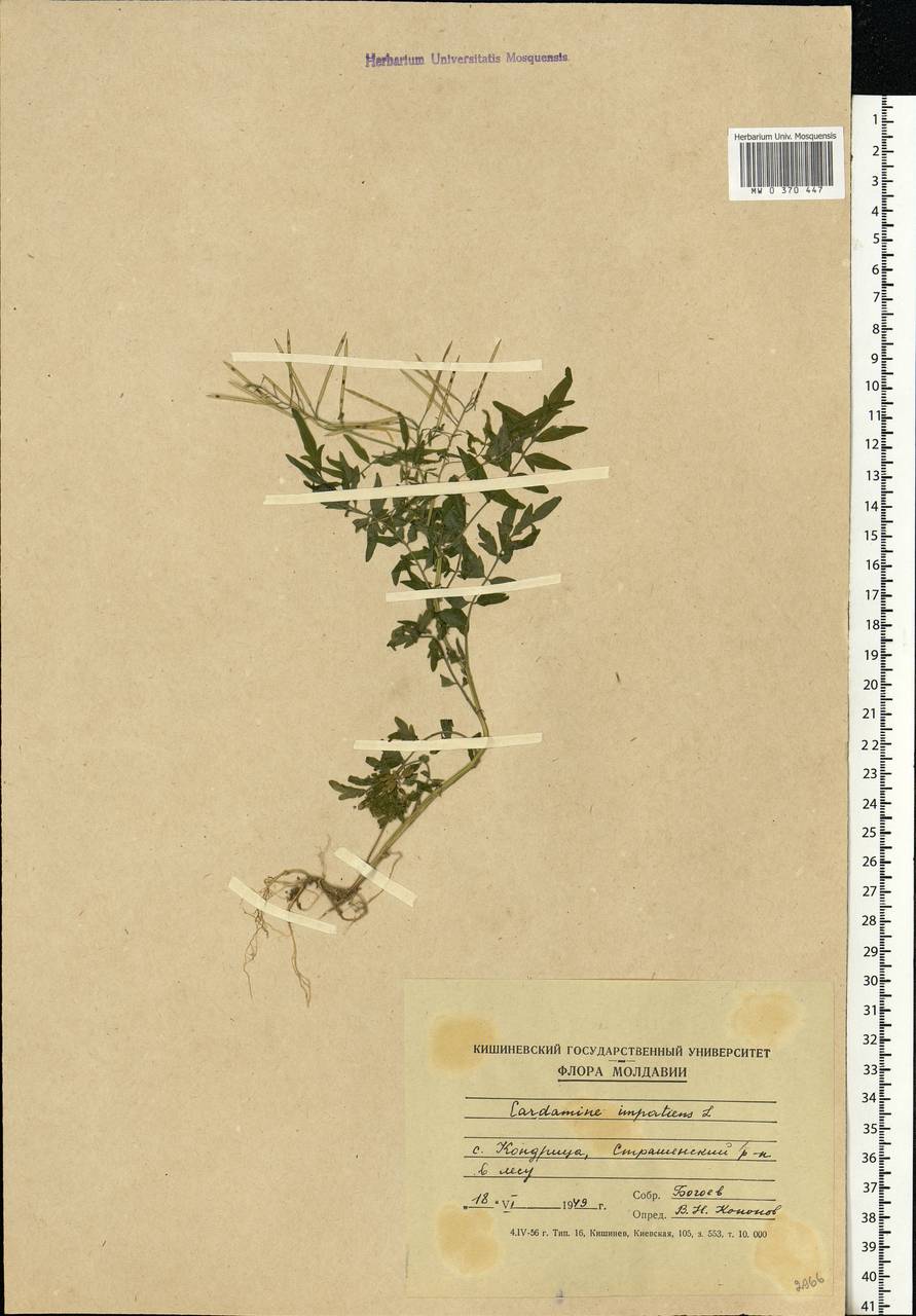 Cardamine impatiens L., Eastern Europe, Moldova (E13a) (Moldova)