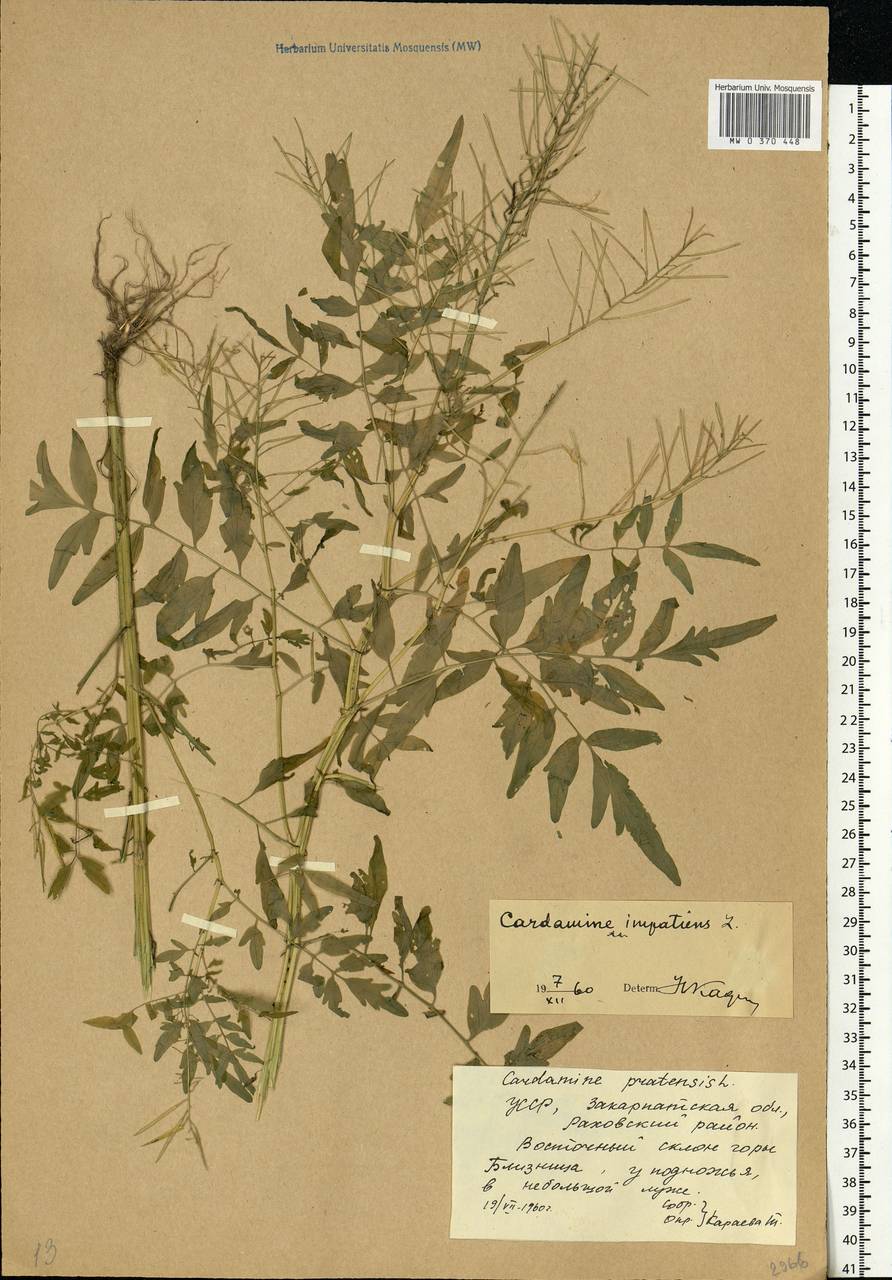 Cardamine impatiens L., Eastern Europe, West Ukrainian region (E13) (Ukraine)