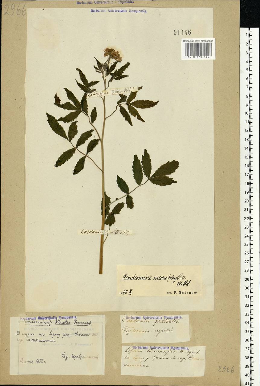 Cardamine macrophylla Willd., Eastern Europe, Eastern region (E10) (Russia)
