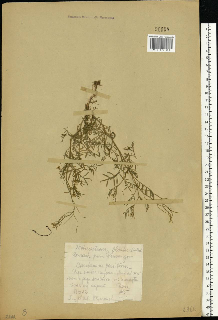 Cardamine parviflora L., Eastern Europe, Western region (E3) (Russia)