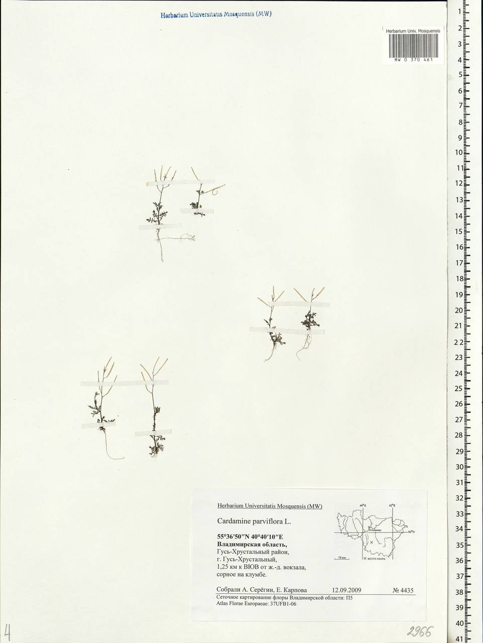 Cardamine parviflora L., Eastern Europe, Central region (E4) (Russia)