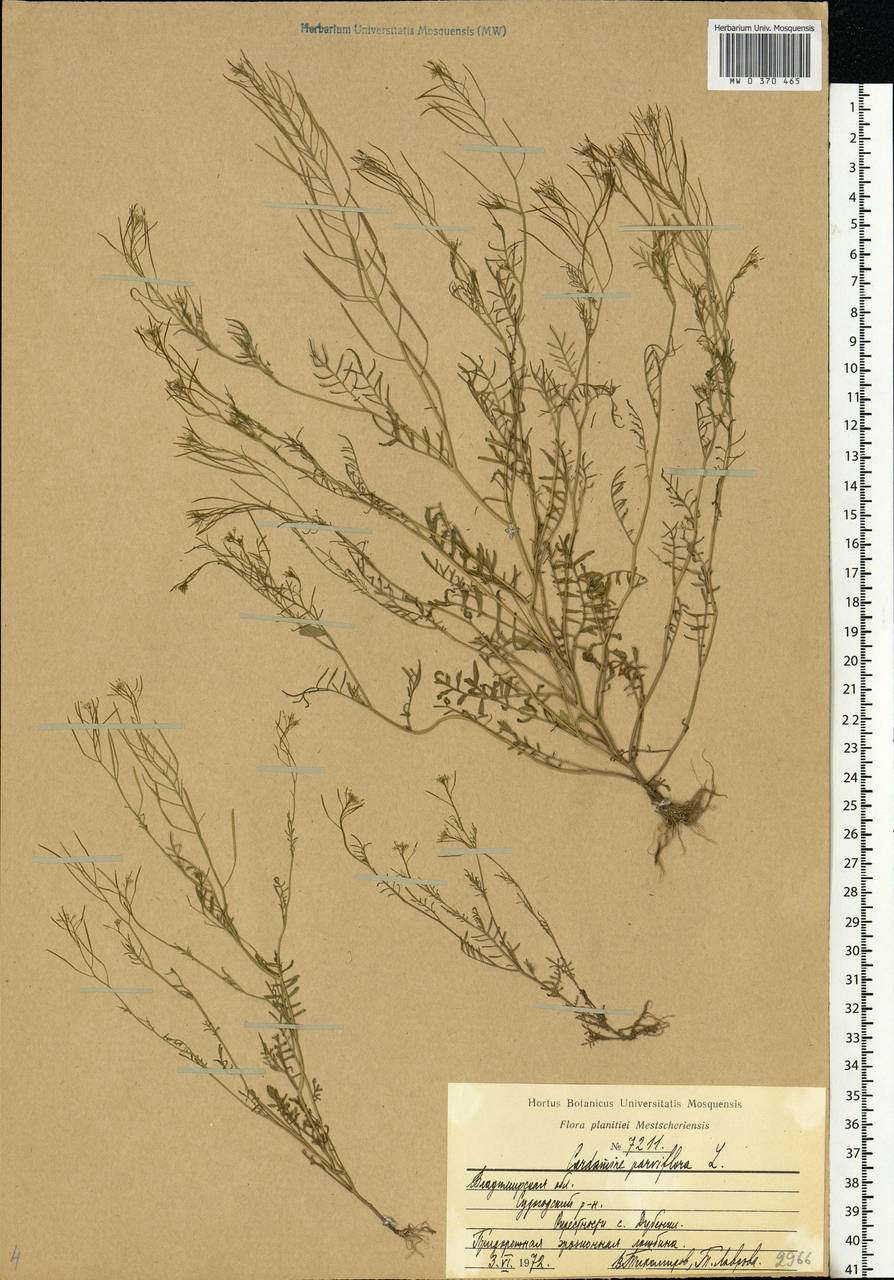 Cardamine parviflora L., Eastern Europe, Central region (E4) (Russia)