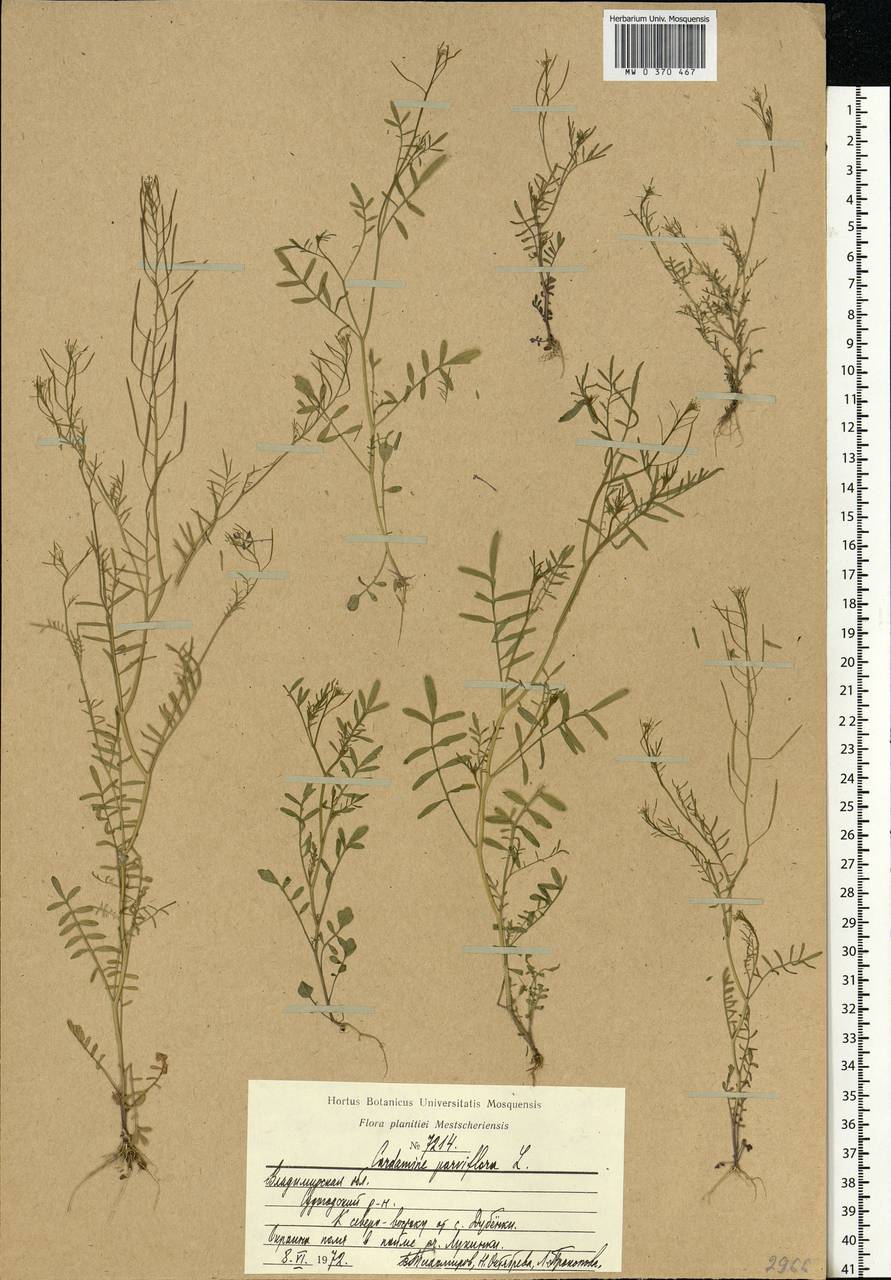 Cardamine parviflora L., Eastern Europe, Central region (E4) (Russia)