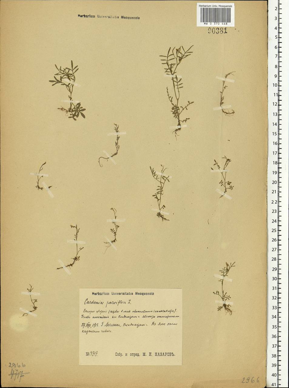 Cardamine parviflora L., Eastern Europe, Central region (E4) (Russia)