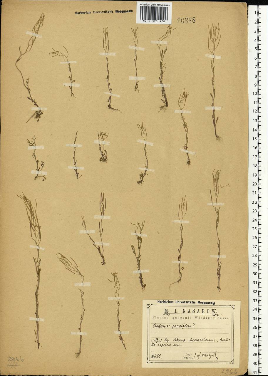 Cardamine parviflora L., Eastern Europe, Central region (E4) (Russia)