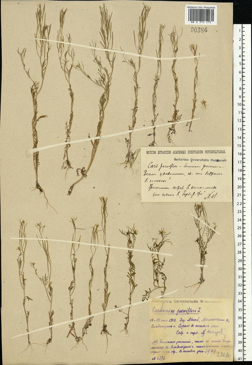 Cardamine parviflora L., Eastern Europe, Central region (E4) (Russia)