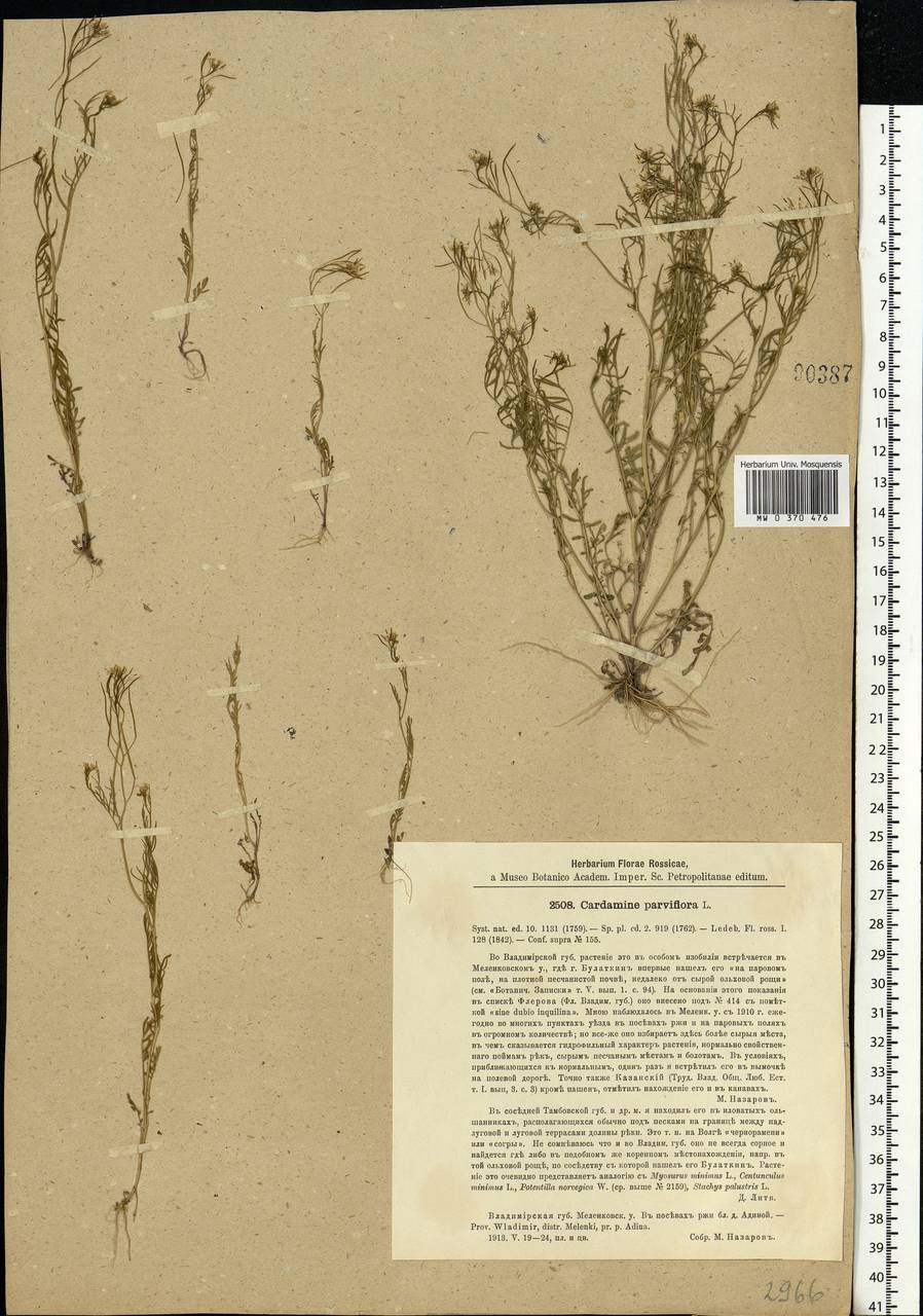 Cardamine parviflora L., Eastern Europe, Central region (E4) (Russia)