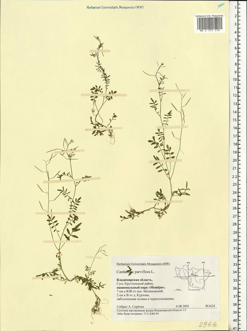 Cardamine parviflora L., Eastern Europe, Central region (E4) (Russia)