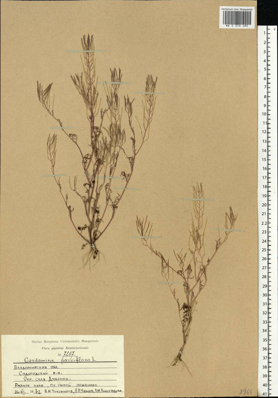 Cardamine parviflora L., Eastern Europe, Central region (E4) (Russia)