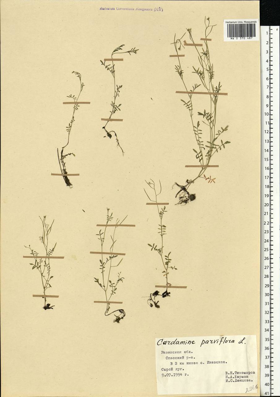 Cardamine parviflora L., Eastern Europe, Central region (E4) (Russia)