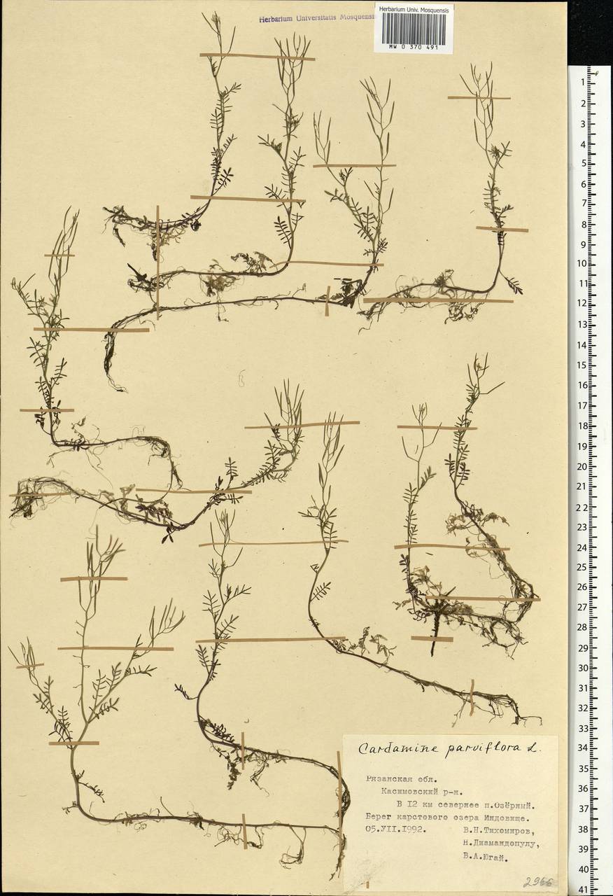 Cardamine parviflora L., Eastern Europe, Central region (E4) (Russia)