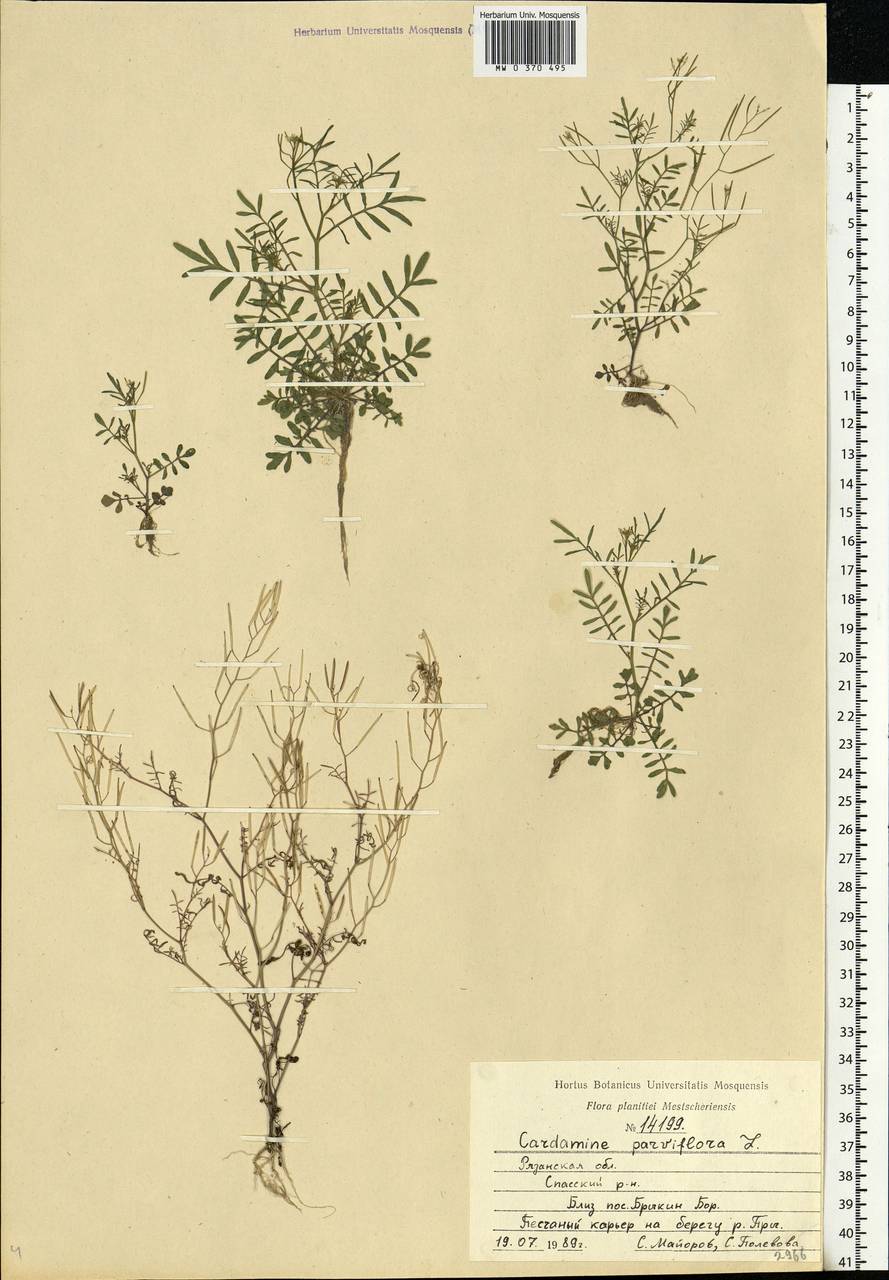 Cardamine parviflora L., Eastern Europe, Central region (E4) (Russia)