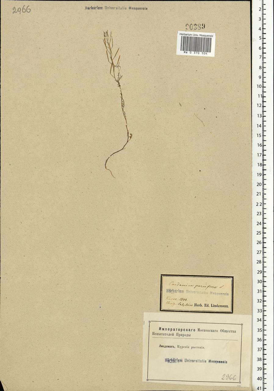 Cardamine parviflora L., Eastern Europe, Central forest-and-steppe region (E6) (Russia)