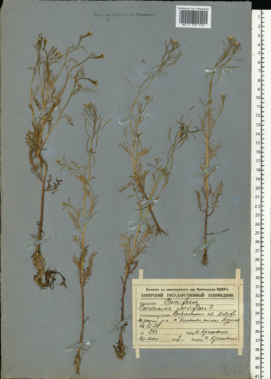 Cardamine parviflora L., Eastern Europe, Central forest-and-steppe region (E6) (Russia)