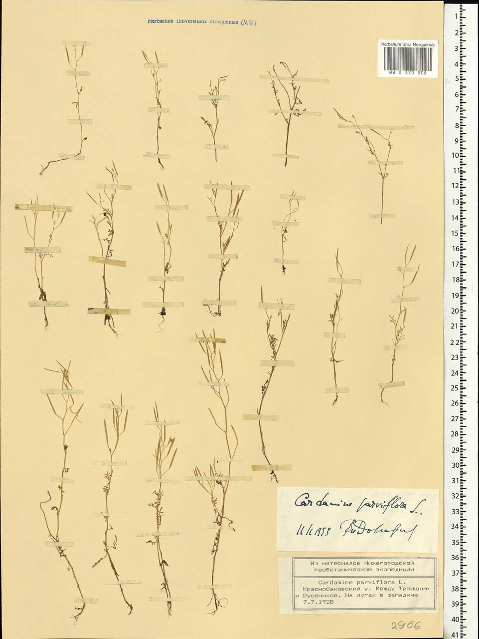 Cardamine parviflora L., Eastern Europe, Volga-Kama region (E7) (Russia)