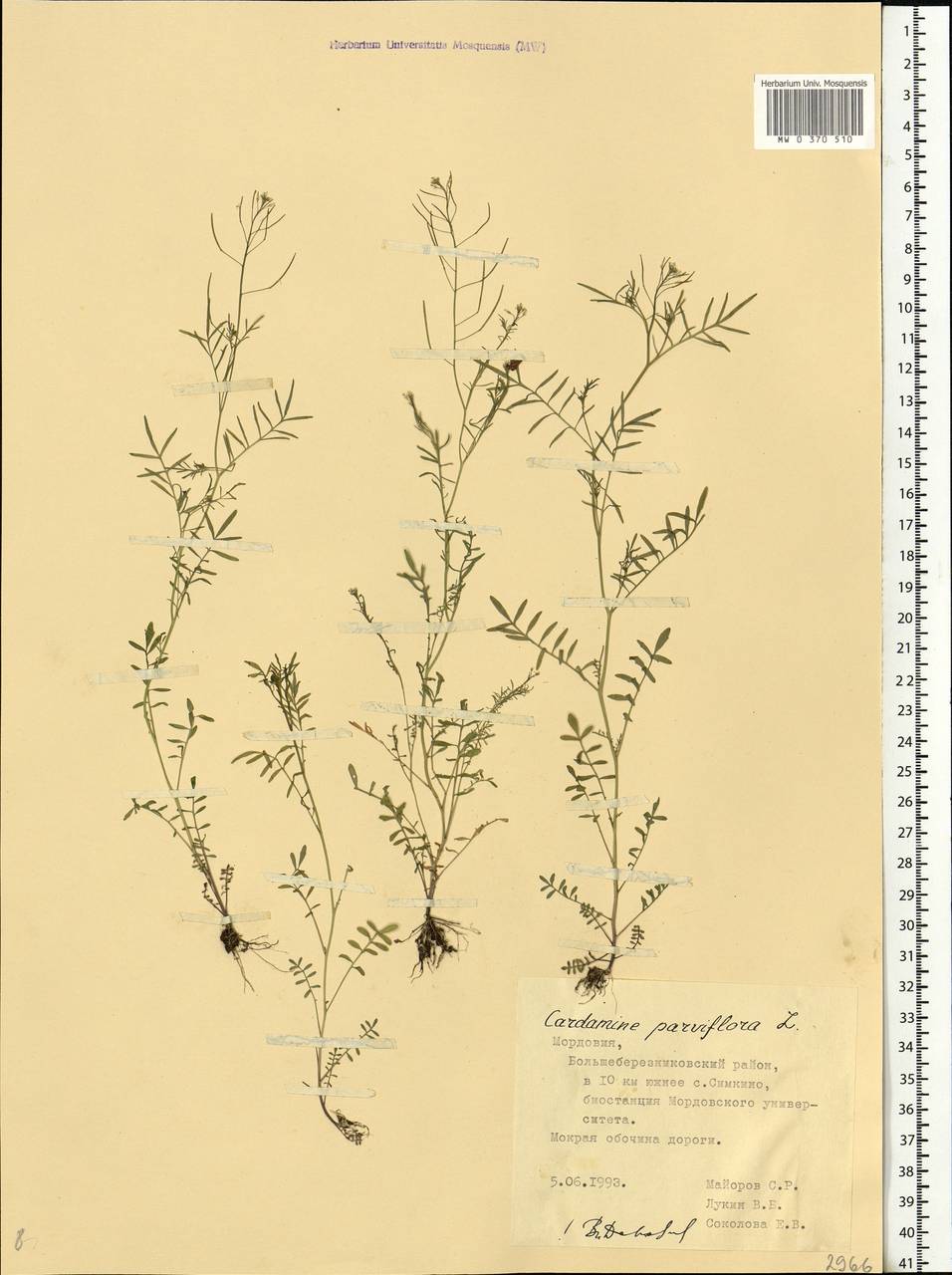 Cardamine parviflora L., Eastern Europe, Middle Volga region (E8) (Russia)