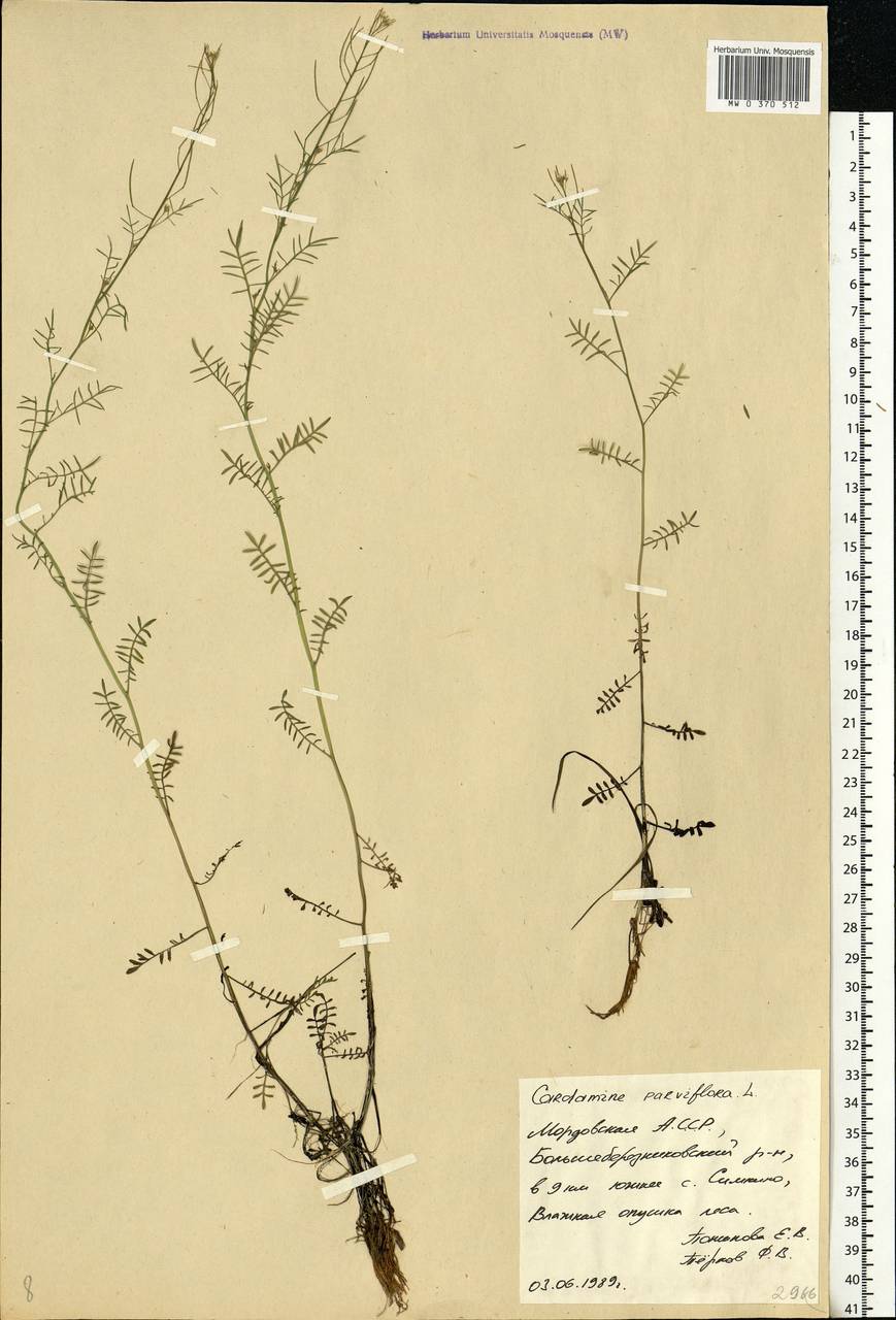 Cardamine parviflora L., Eastern Europe, Middle Volga region (E8) (Russia)